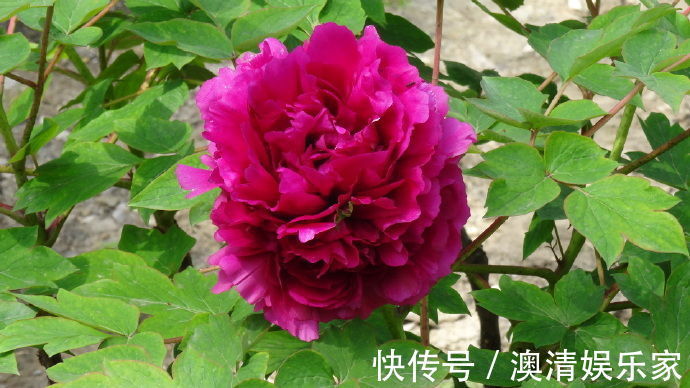 喜欢牡丹,不如养盆“牡丹珍品”髙杆红,花色艳丽,美艳可人