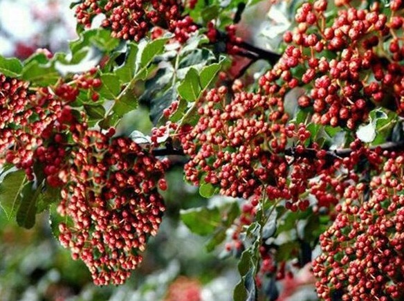 人到中年|人到中年想长寿,不妨坚持吃3种食物,排毒养颜、补益身体!