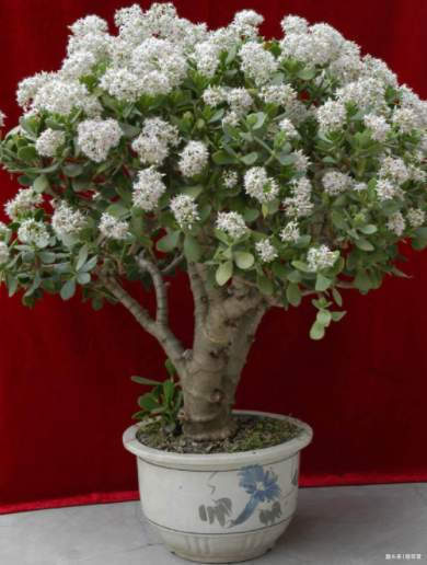 寓意|6种植物,花开富贵“好兆头”,能养开花是“高手”,你家有吗