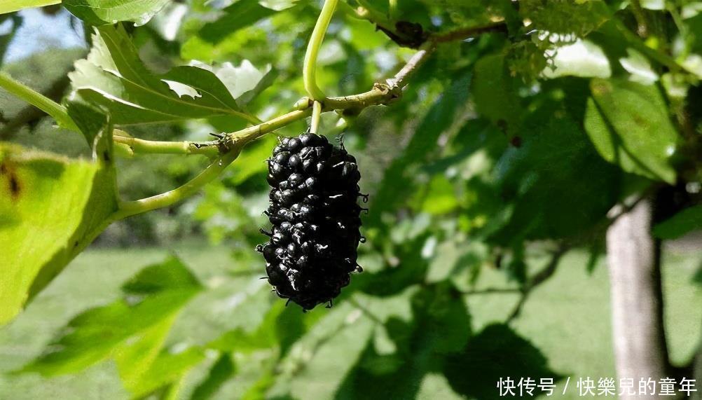 黑莓|会吃的人最长寿,常吃3种食物,可以清热化痰,润肺止咳
