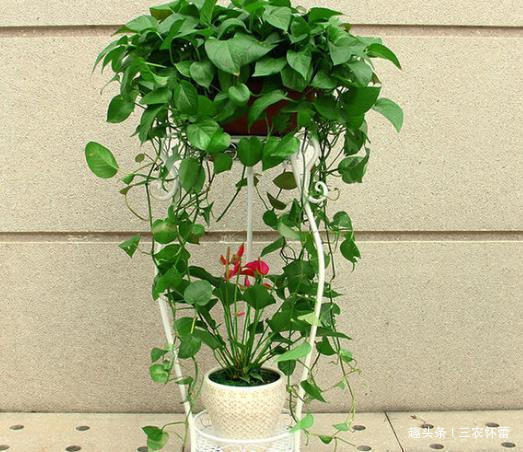 爷爷养绿萝,从来不肥料,只浇“1种水”,1个月叶片巴掌大