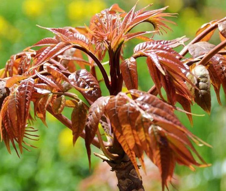 果蔬菜|女性到了中年常吃3种食物,排毒养颜,滋补身体,好吃又不贵