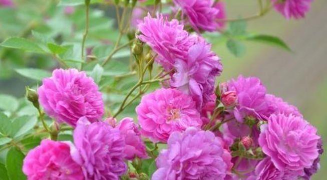 几种花是开花小能手,一年花期多,一开就停不下来