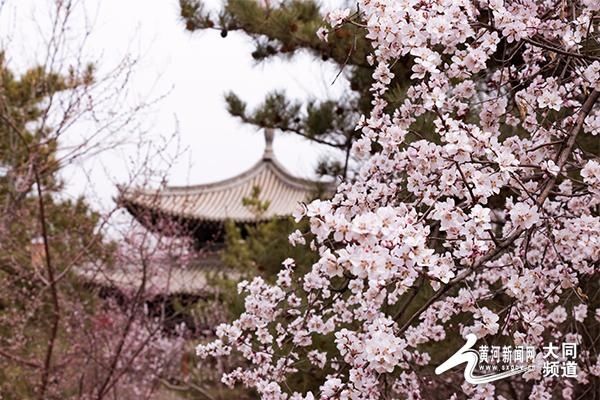 古都春景再打卡 满园花色迷人眼