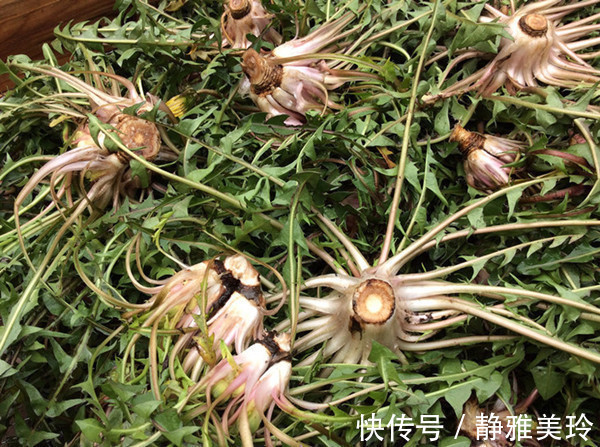 野草|农村大姐,每天喝蒲公英水,却喝进医院,她犯的错你可能也在犯!