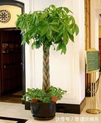 植株|冬天发财树养护,掌握好这“3个”技巧,叶常青不发黄!