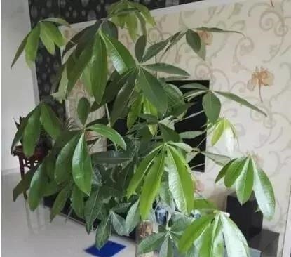 客厅养上“3种花”,大气又美观,关键“旺财又养人”,值得养2盆