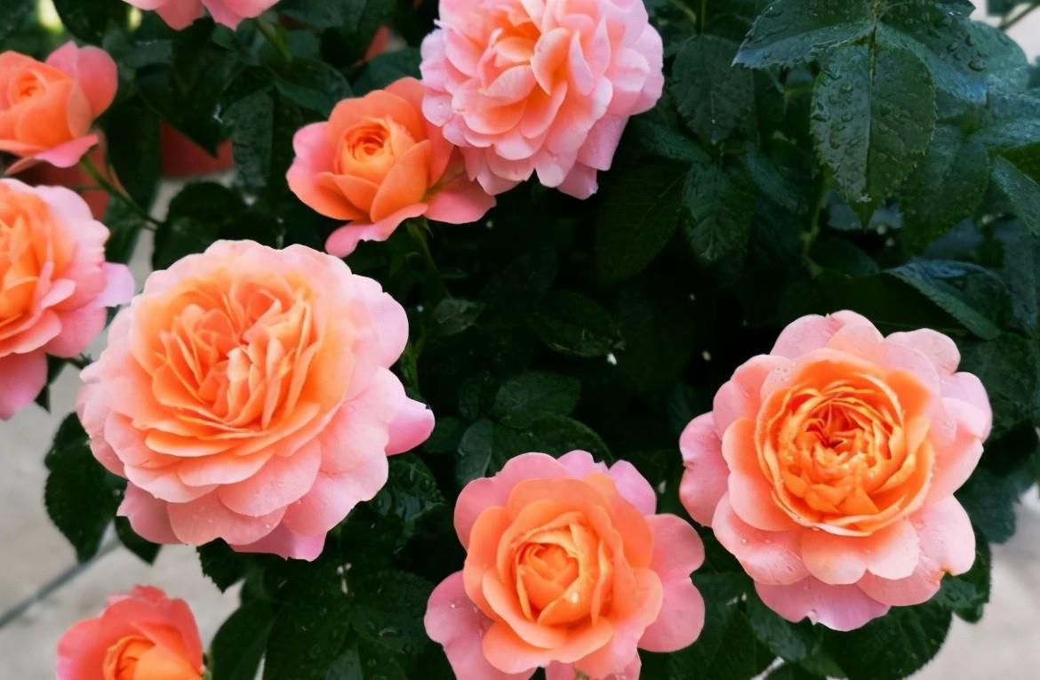 大学问|别小看养花,光修剪就是一门大学问!