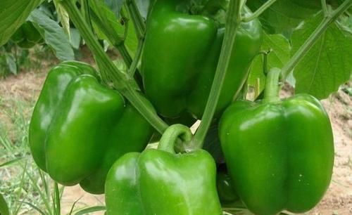 食物|女性想要身体好常吃三种食物，降压减脂，排毒清肠，增强抵抗力