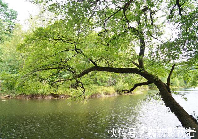 长白山|长白山深处被忽略的景区,鸳鸯池上没鸳鸯，但美的好像一幅画