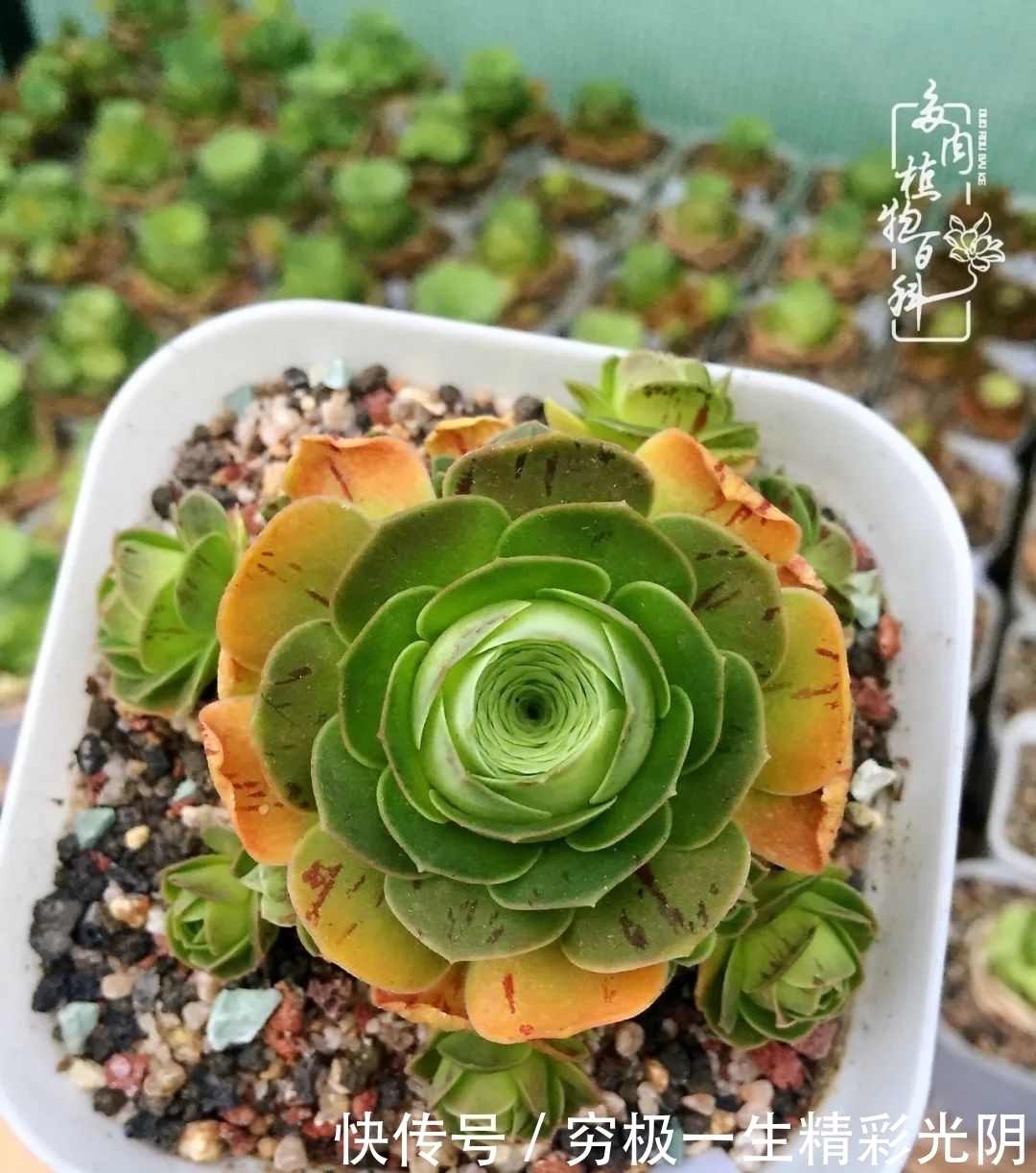 山地玫瑰的那些事儿关于养护过程中遇到的灵魂18问