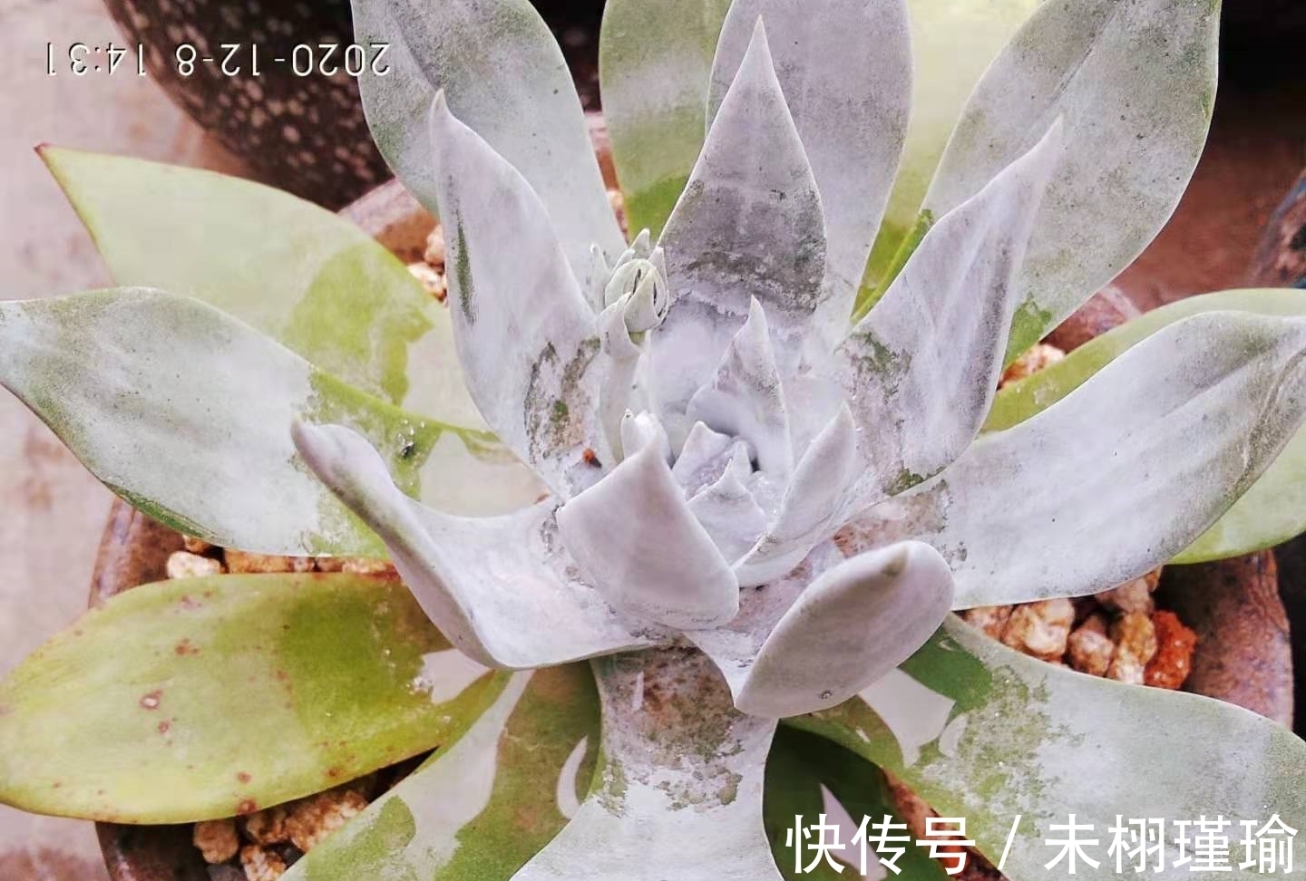 变胖|冬季多肉变绿有哪些原因你知道吗?了解清楚有助于让多肉保持状态