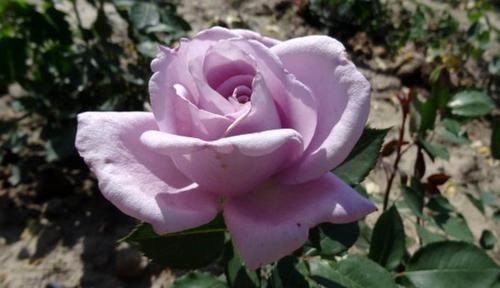  值得|3种富贵花，好养如绿萝，花色绚丽多彩，开花勤寓意好，很值得养