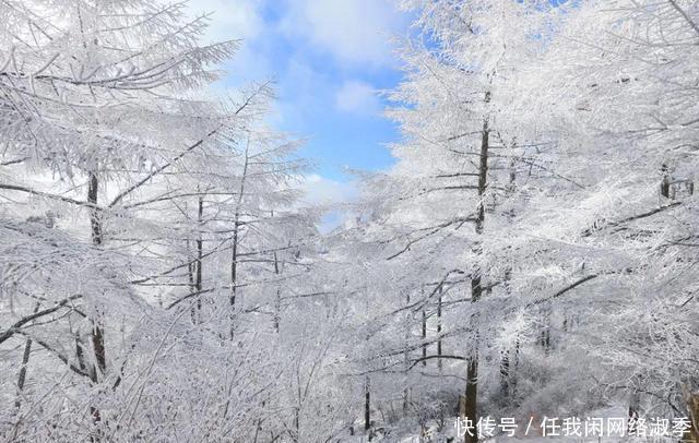 你知道吗崂山原本是“秃山”，如今11万亩森林都是他们种的