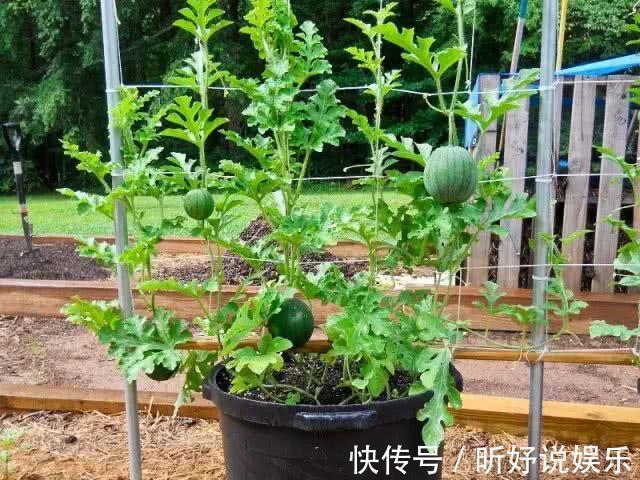 微酸性|养花不如种果,这8种盆栽,年年爆盆,一家人一年都吃不完!