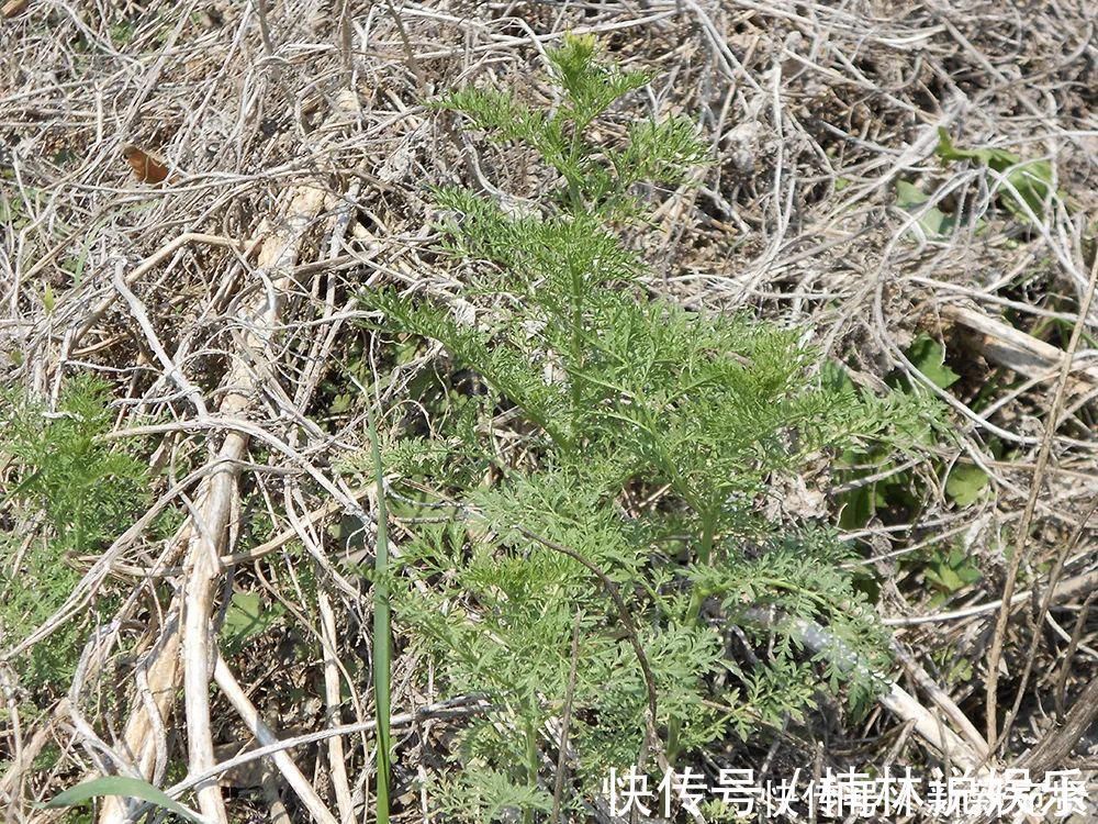 小麦|长得像艾草,古时是救命野菜,如今成麦田恶草,但见到请别错过