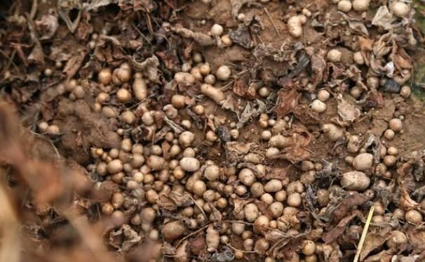 糖尿病最怕的4种豆子,不升糖抗各种并发症,三高人群要多吃