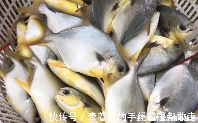 金鲳鱼|5种公认最好吃的海鱼,识货的抢着买,连老板都会给自己留一两条