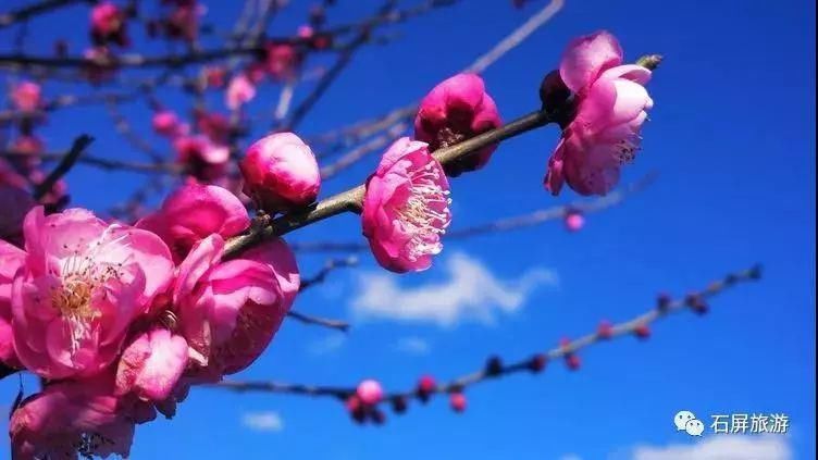 生物|赏不完的花，看不尽的美！冬季，到红河感受生物多样性之美