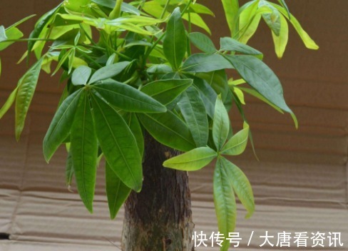 种花|“病菌”超怕的5种花，家里只要养一盆，和医院说拜拜！