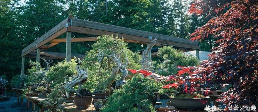 庭院种什么树最吉利，还好看？