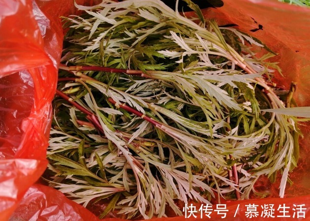 吃法|68种野菜图片,教你认识不同的野菜和吃法,你想要的野菜这里都有