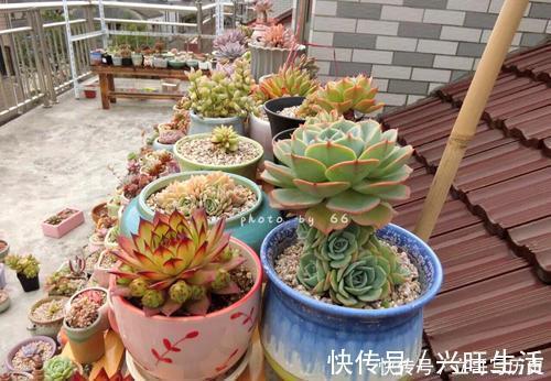 新手养多肉常犯的4个错,难怪肉肉长不好,你中了几条?