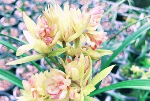 建议大家：若有空余的地方，一定要种植这3种植物！漂亮又好种