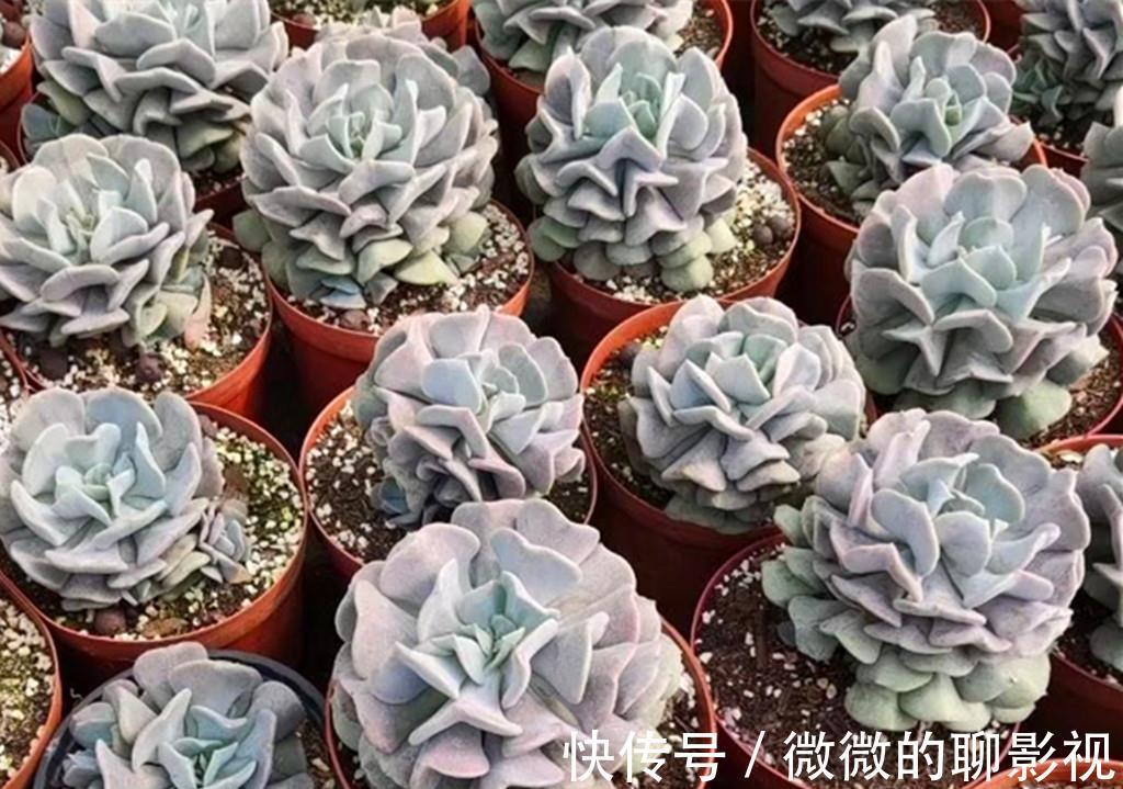 和冰雪有关的多肉,虽然有些让人高攀不起,但养出状态后堪称绝美