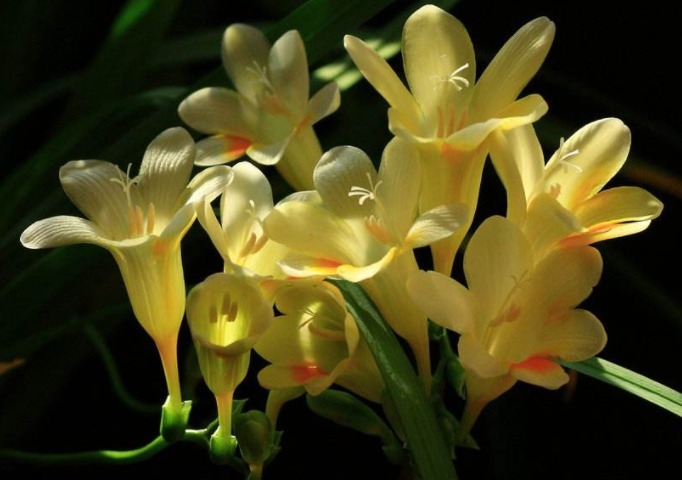 香雪兰开花少教你3个养护妙招,花朵洁白如雪,植株越长越旺盛