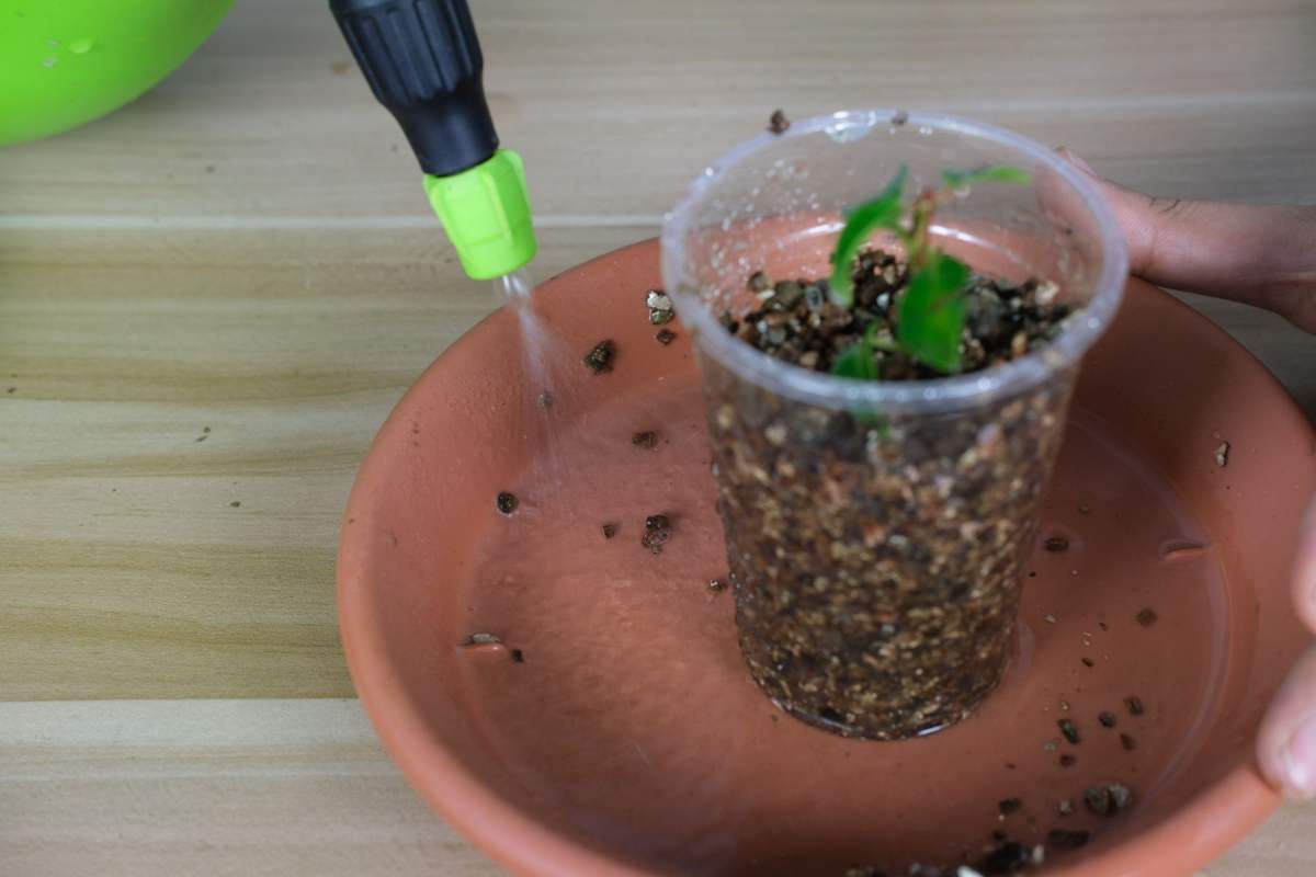 花花|教你一些浇水的方法,从此浇花不再盲目,花长得又快又旺!