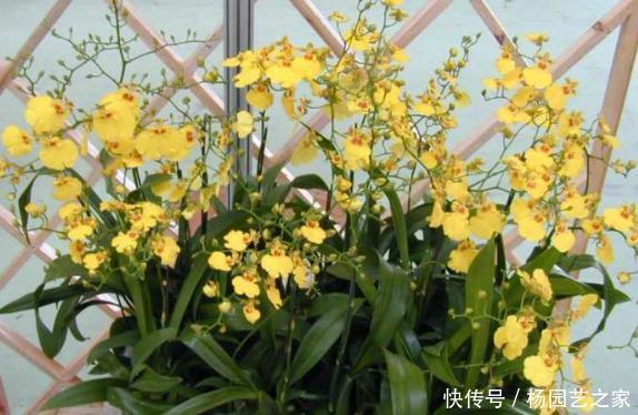 尽可能选择|它一棵开花满屋飘香,而且很好养,因为它自带养分“储存器”!