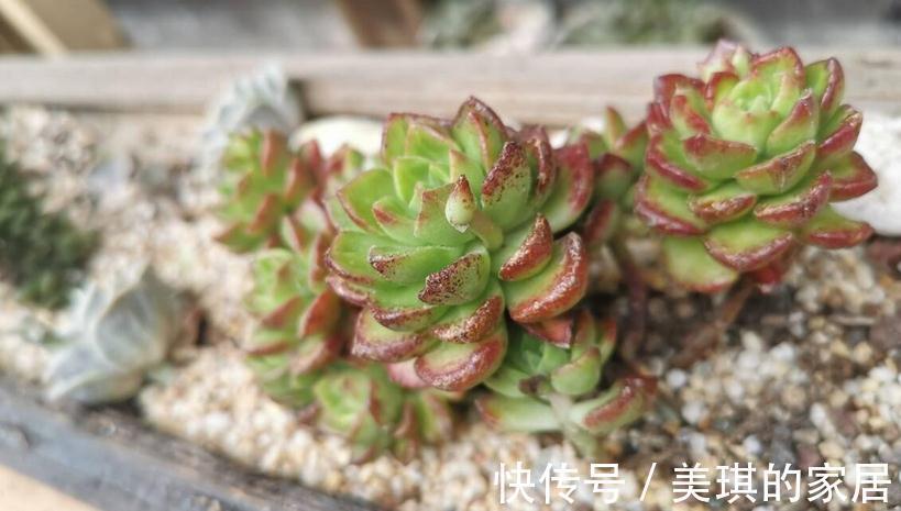 多肉服盆期,主人该注意哪些问题?劳心照顾好这3点养出好状态