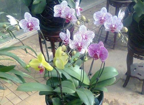 气根|花草长气根该不该剪掉这4款花需谨慎,不然养一盆死一盆