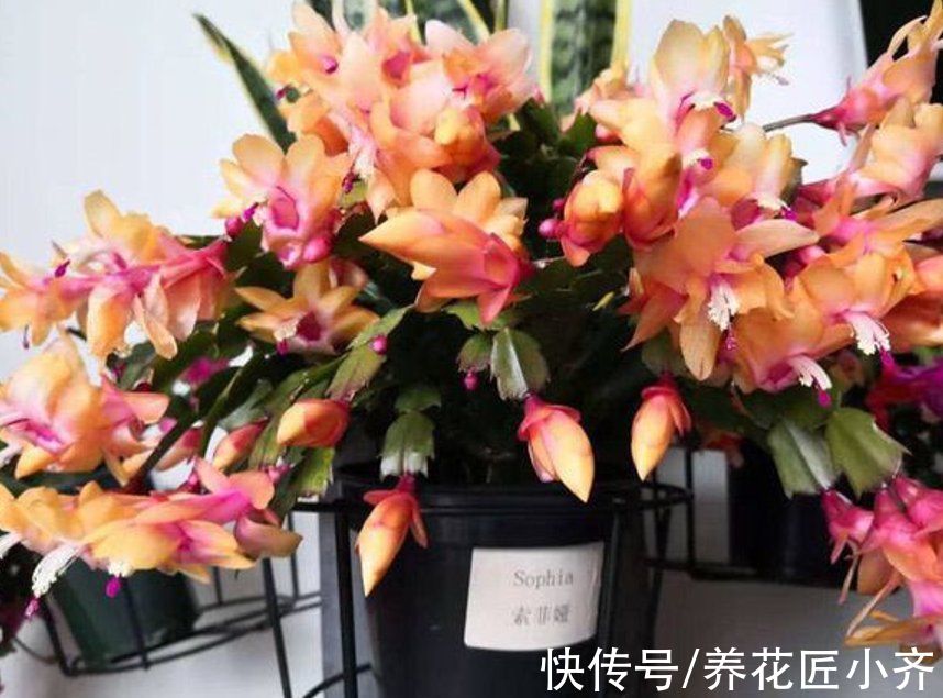 年后花市开门,赶紧去“捡漏”,这7种花,花低价就能买“好货”