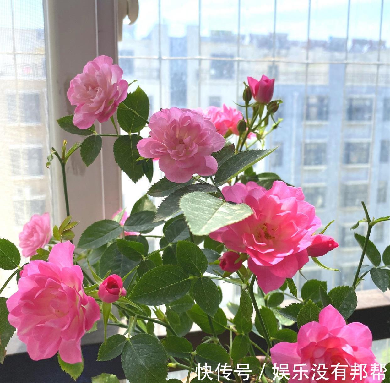 种植|阳台党爱养的微月，颜值高、花期长，种植容易，新手也能养