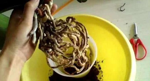 花卉总“黄叶”,更改“这3处”,叶子变得绿滴油,开花更旺盛