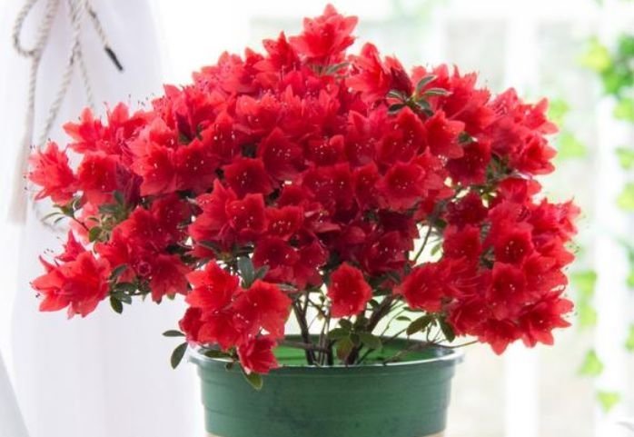 几种花，开花漂亮又好养，堪称是“开花机器”，养在阳台极美了