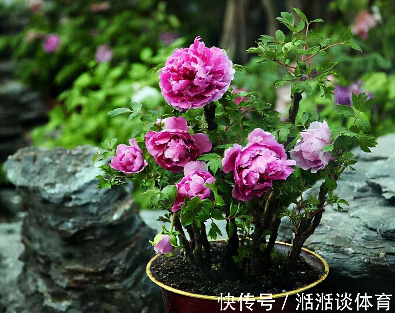 6种“硬气花”,冬天赶紧“扔出去”,冻一冻才壮,开花更劲爆