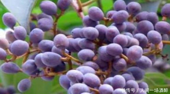 女性养生,学会吃的食物,不仅排毒抗衰,养护血管,还增强抵抗力