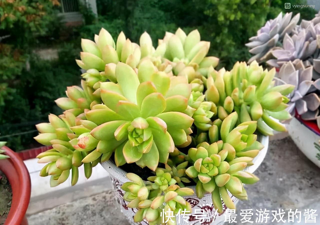 5种漂亮花，冬天爱睡觉，少水缺粮多晒晒才能长得好