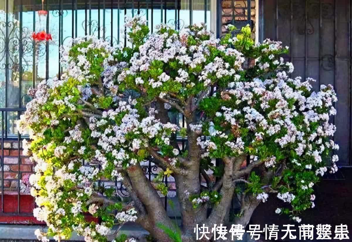 吉祥|12种花,建议养一盆,不仅吸收废气,还有“旺财添福”的美好寓意