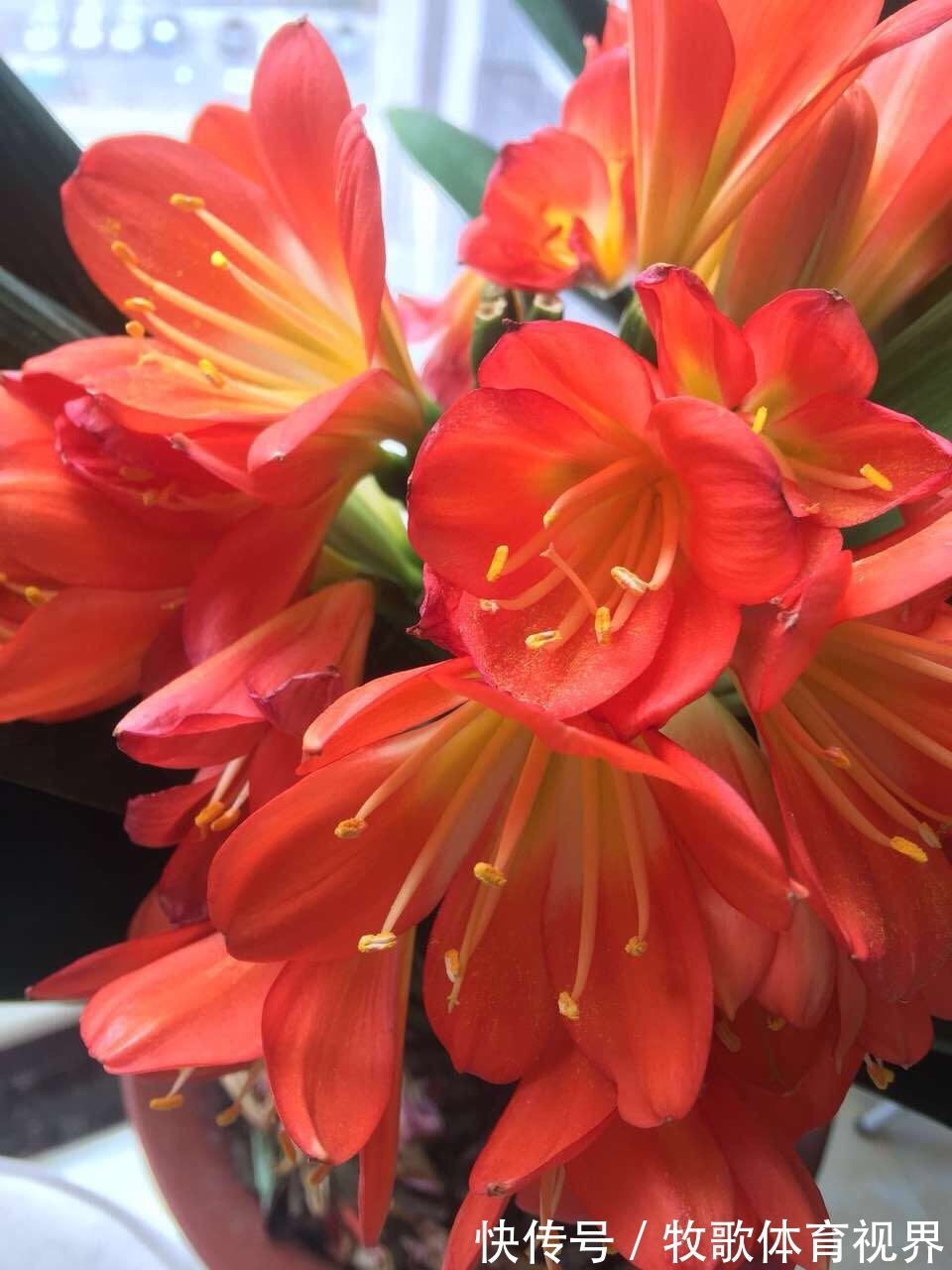 寓意|过年之前，给家里养上6种花，花朵红红火火、寓意美好