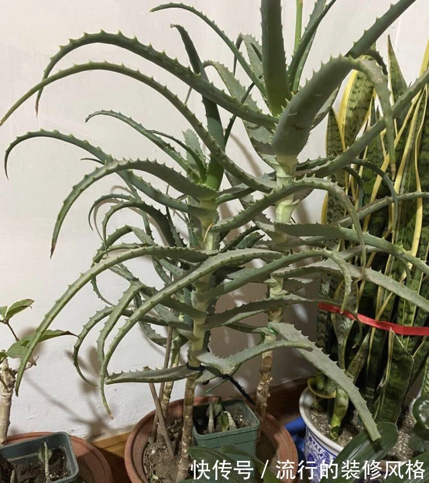 芦荟“真好养”，长了3米高，长成芦荟大树，叶子太厚，吃不完
