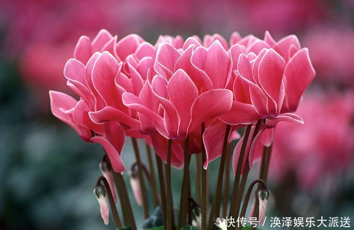 吉利|那些被誉为“美人”的花,不仅花期长,而且寓意也十分吉利