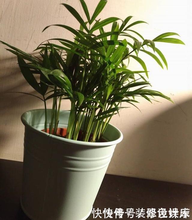 杀菌|卫生间没窗户？养此4种花，耐阴好活，关键：除臭、杀菌，空气好