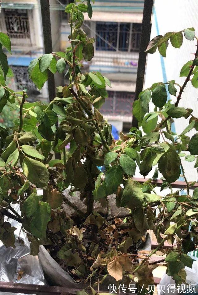 月季种植大忌,月季肥害了怎么办,急救小贴士在此