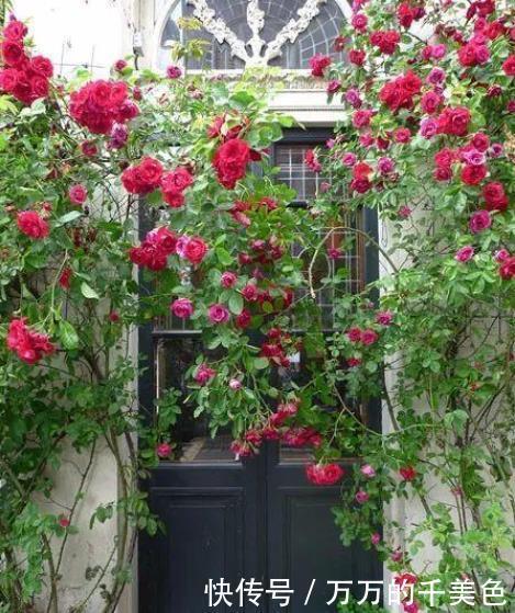 常年|在花盆里如何养好月季花,让月季常年开花的技巧