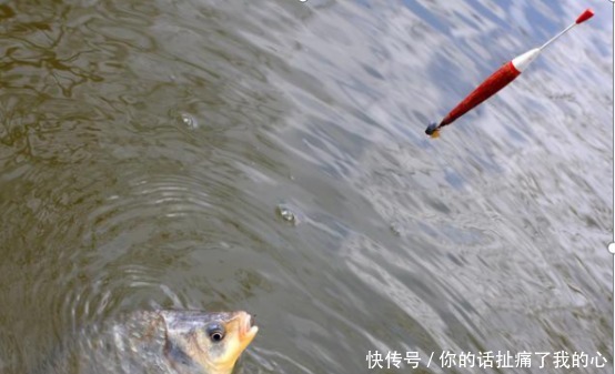 鱼儿|钓鱼找不到鱼窝70岁老渔翁教你3招,你也能十分钟钓上30斤大鱼!