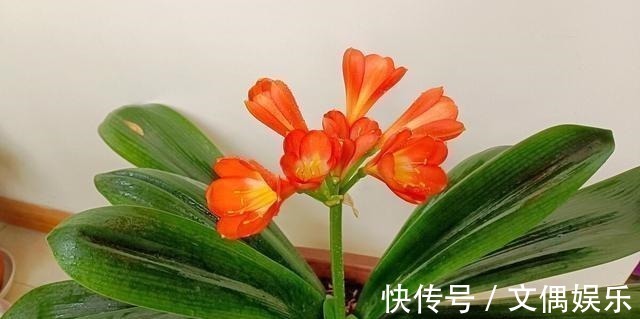 被称为“夏必死”的8种花,我却喜欢买一些,因为能“省”不少钱